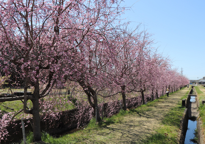 半ノ木川沿いの桜並木（西）