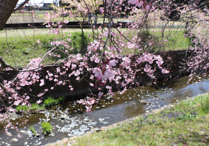 桜のアップの写真