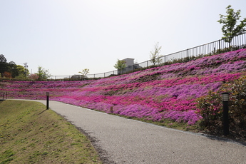 2023年4月13日撮影城前広場のシバザクラの様子