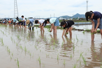 1列になって稲の苗を植える児童たち