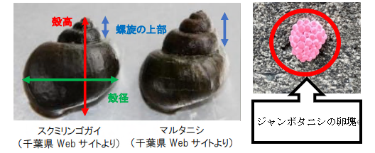 スクミリンゴガイとマルタニシ　ジャンボタニシの卵