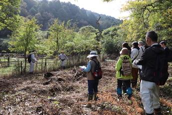樹高を測定している様子