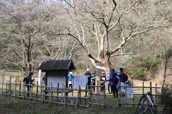ヒトツバタゴ自生地自然観察会のようす